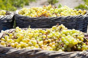 Dandelion Travel Santorini - Private Tours