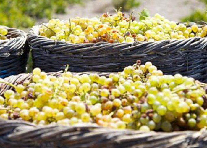 Dandelion Travel Santorini - Private Tours